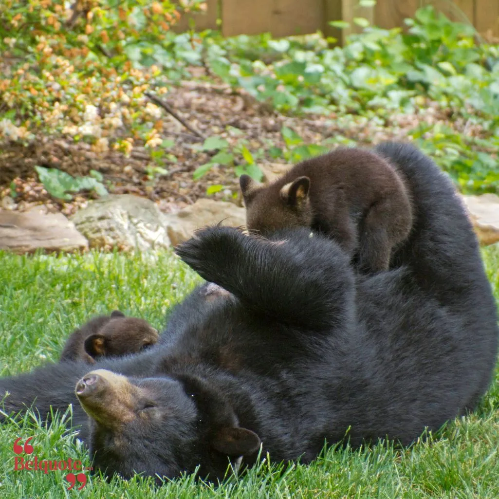 A Mama Bear is always full of love