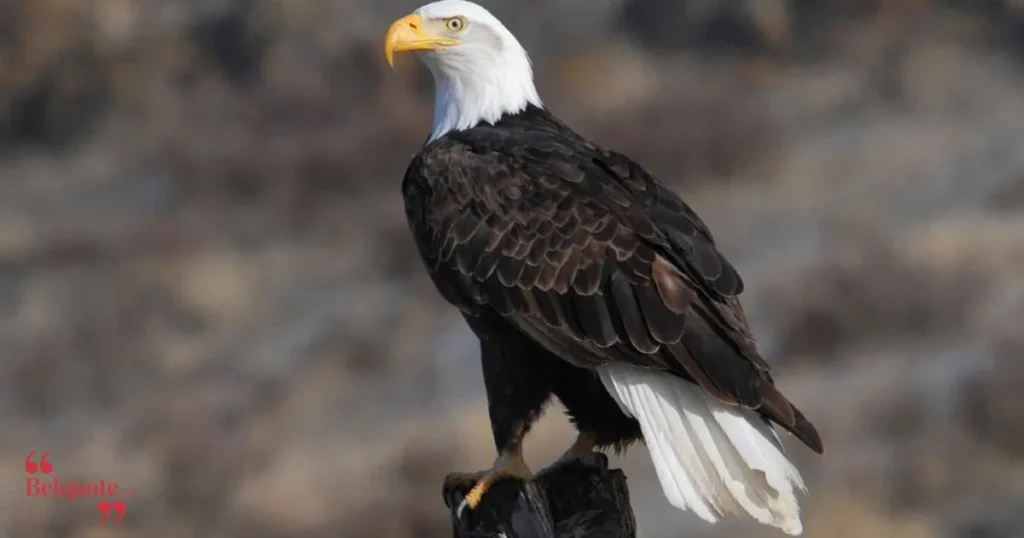 Inspirational Eagle