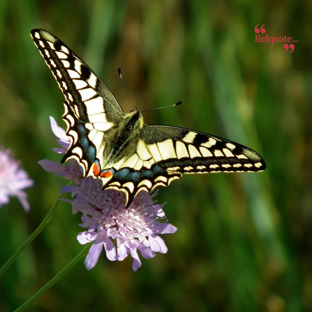 A Butterfly Is A Symbol Of Hope