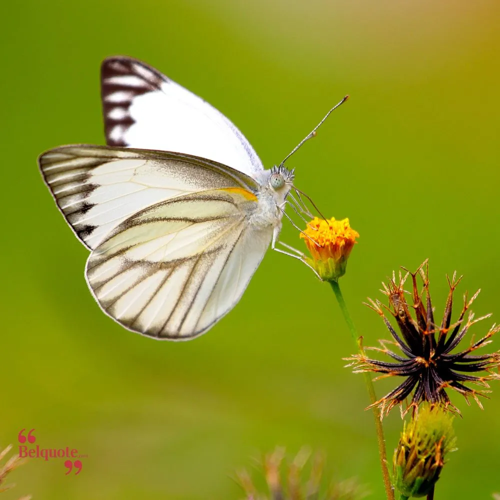 A Butterflys Wings Carry The Essence Of Natures