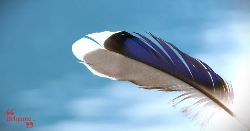 A Ducks Feathers