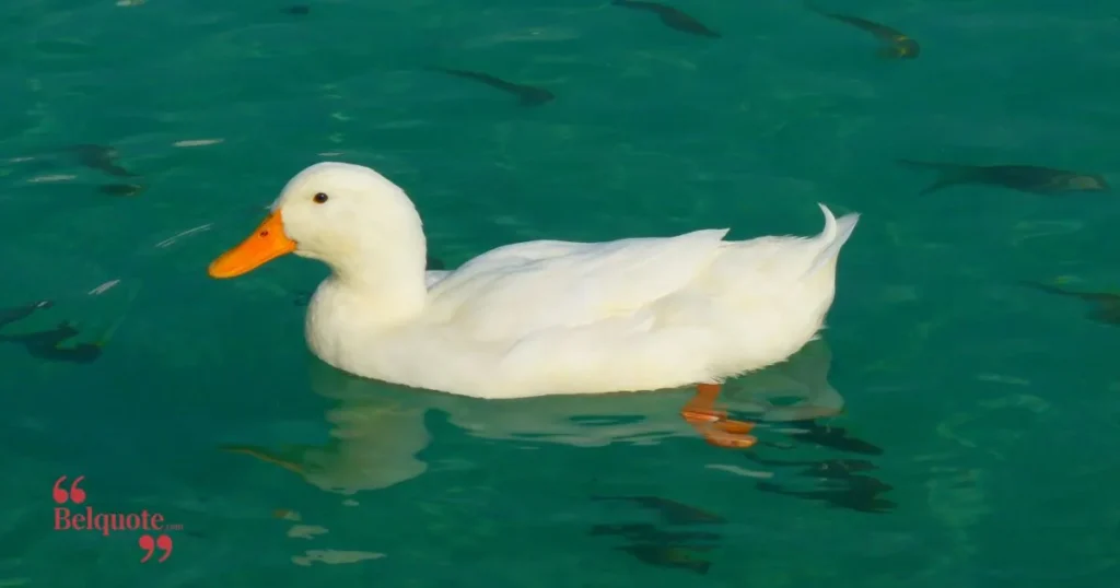 A Ducks Grace In Water