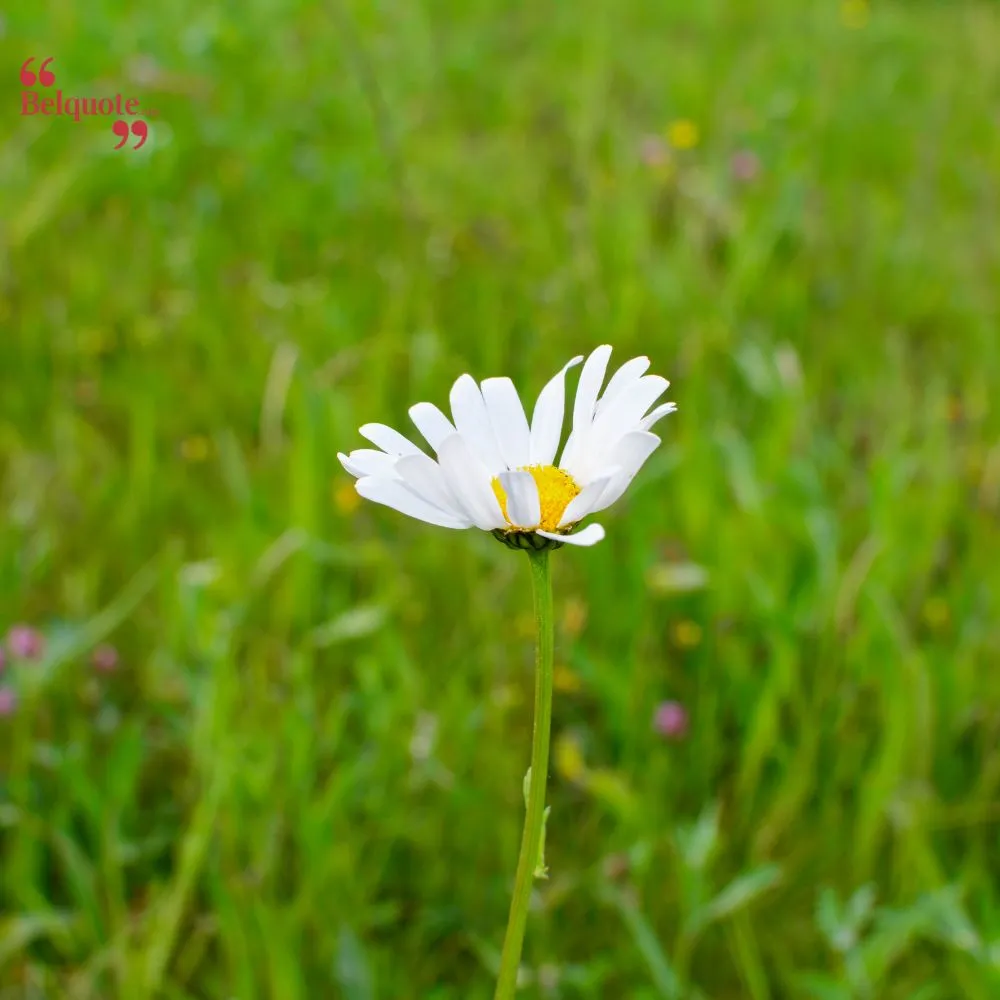 A Single Daisy