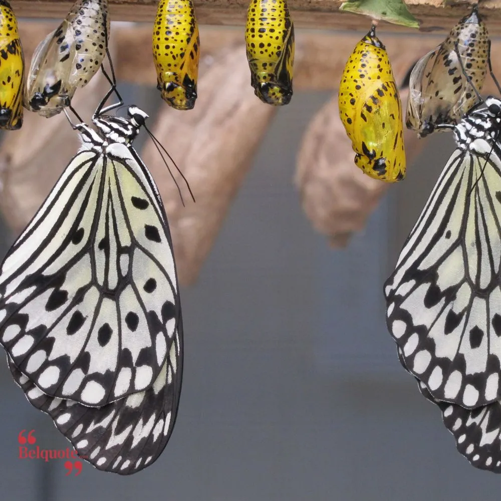 Butterfly In Its Cocoon