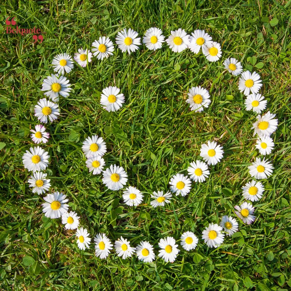 Daisies Are Like Smiles