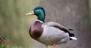 Duck Quotes