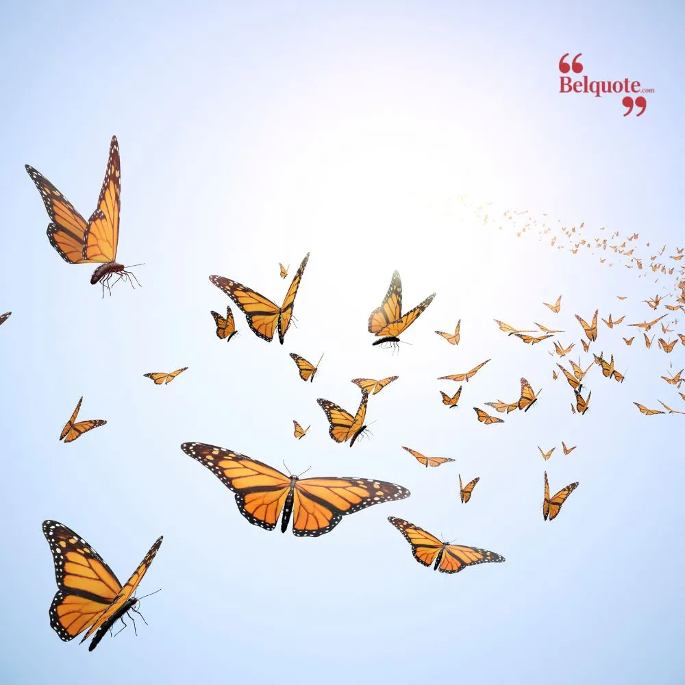 The Butterflys Journey